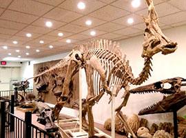 MUSEO DE SARNIA