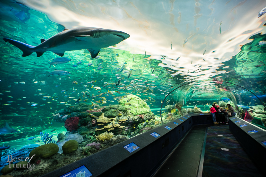 ACUARIO RIPLEY